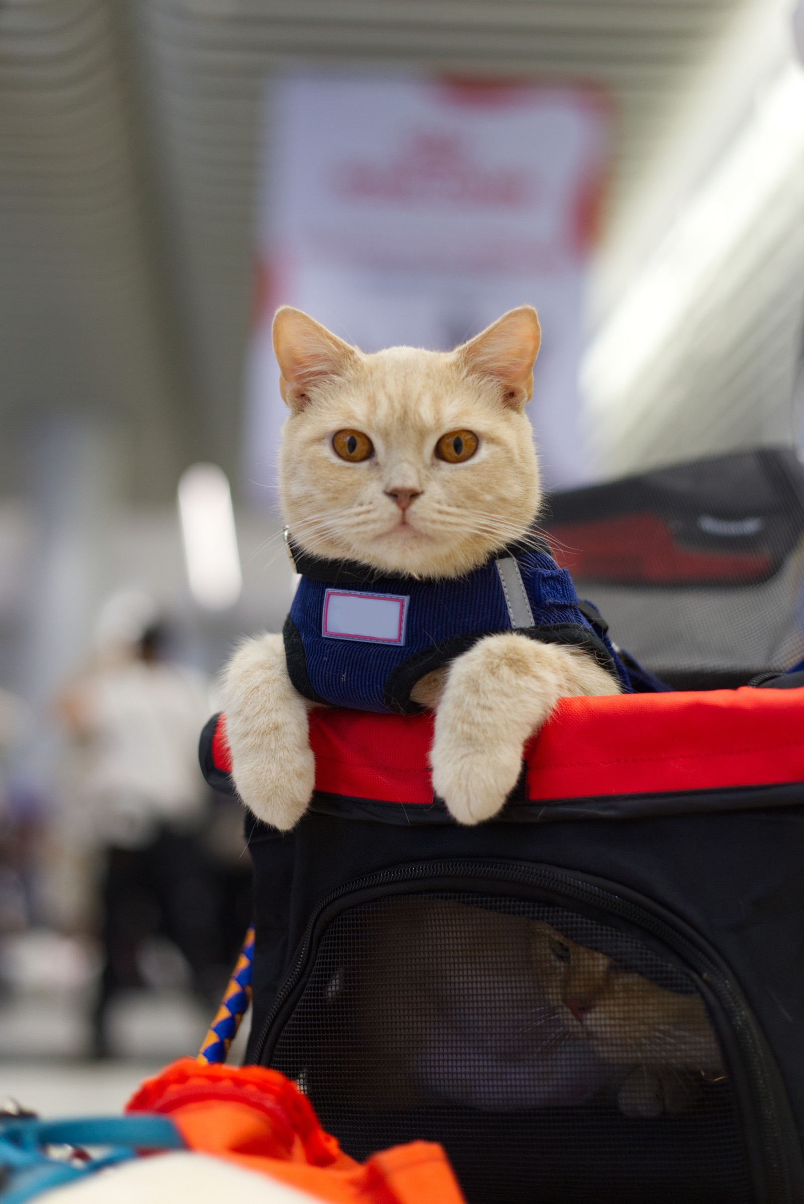 A cream-coated cat sitting up in a soft-sided carrier at a busy event, watching the room.